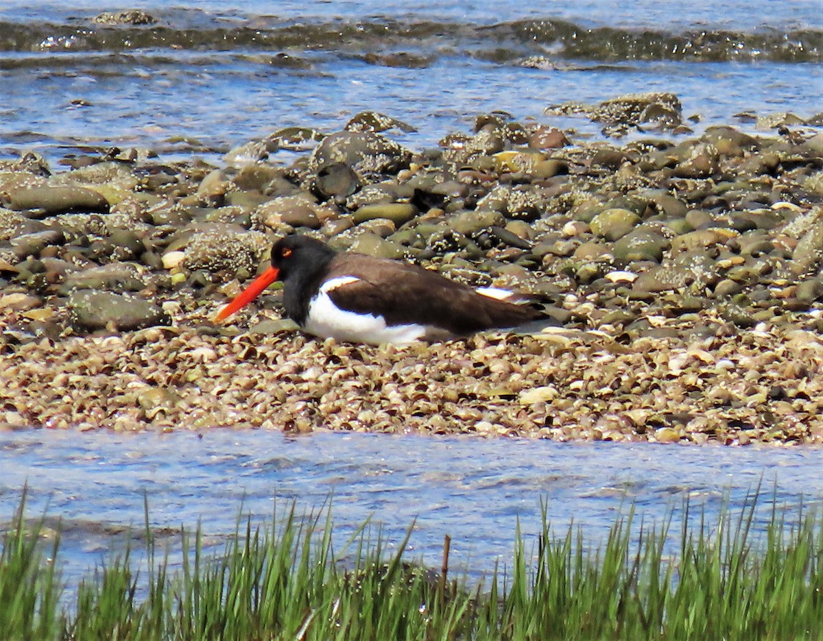 American Oystercatcher - ML577566601