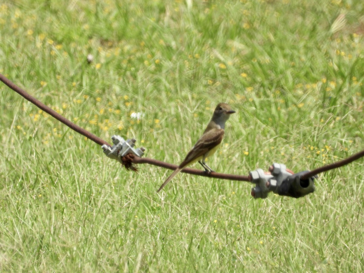 Great Crested Flycatcher - ML577566771