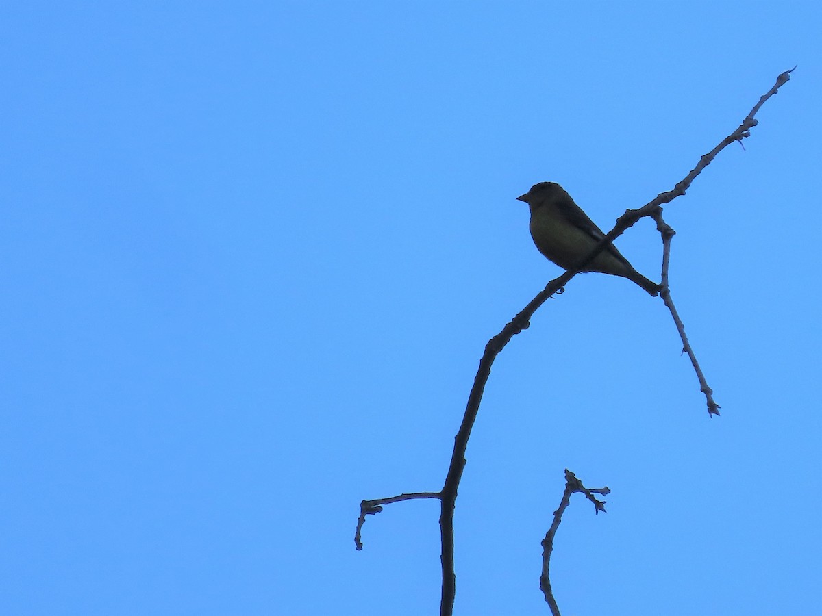 Lesser Goldfinch - ML577566821