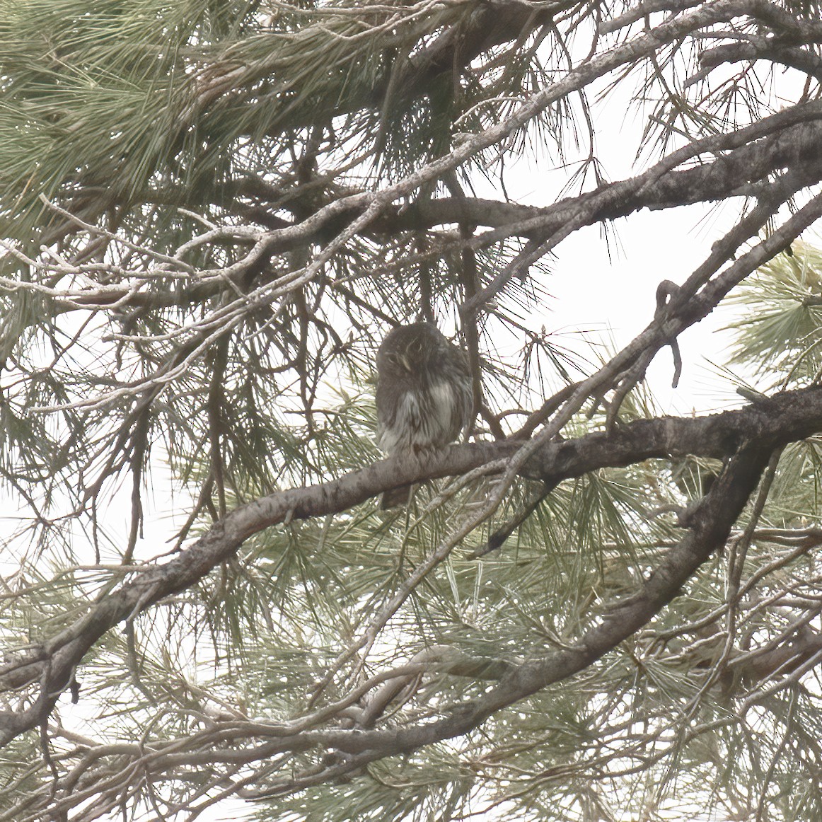 Northern Pygmy-Owl - ML577566951