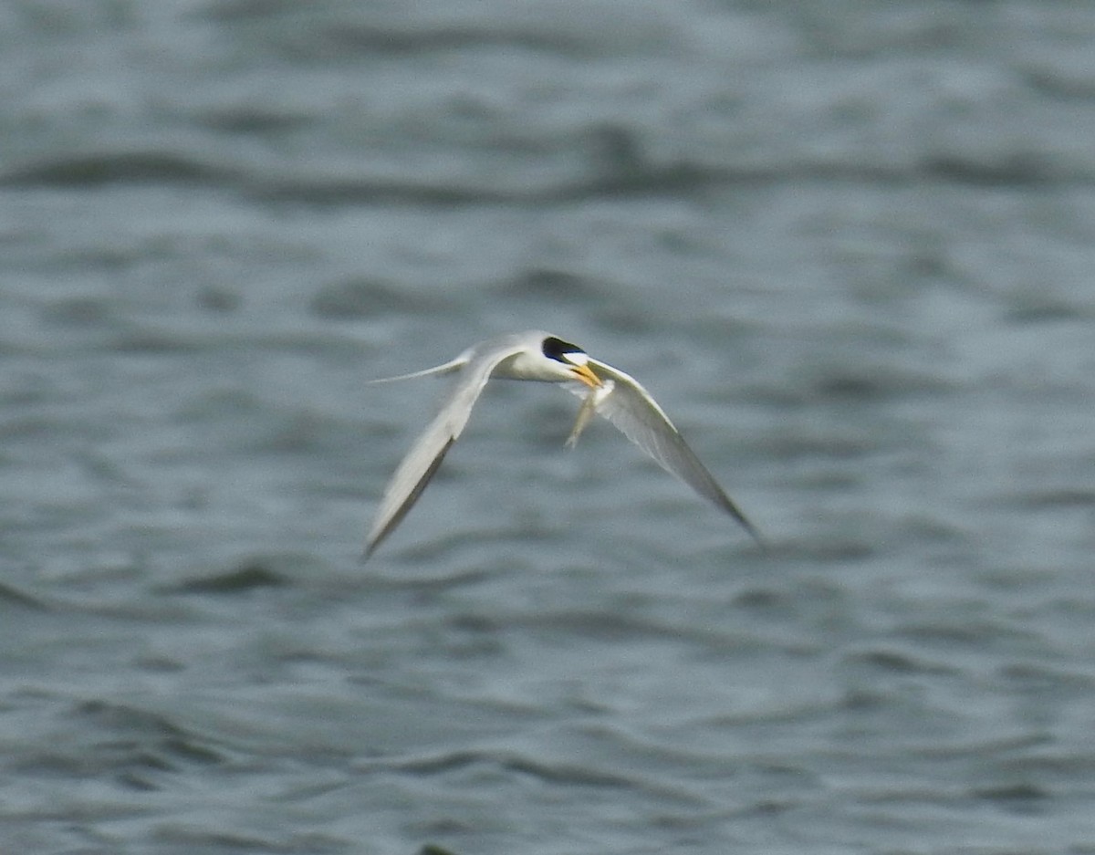 Least Tern - ML577567971