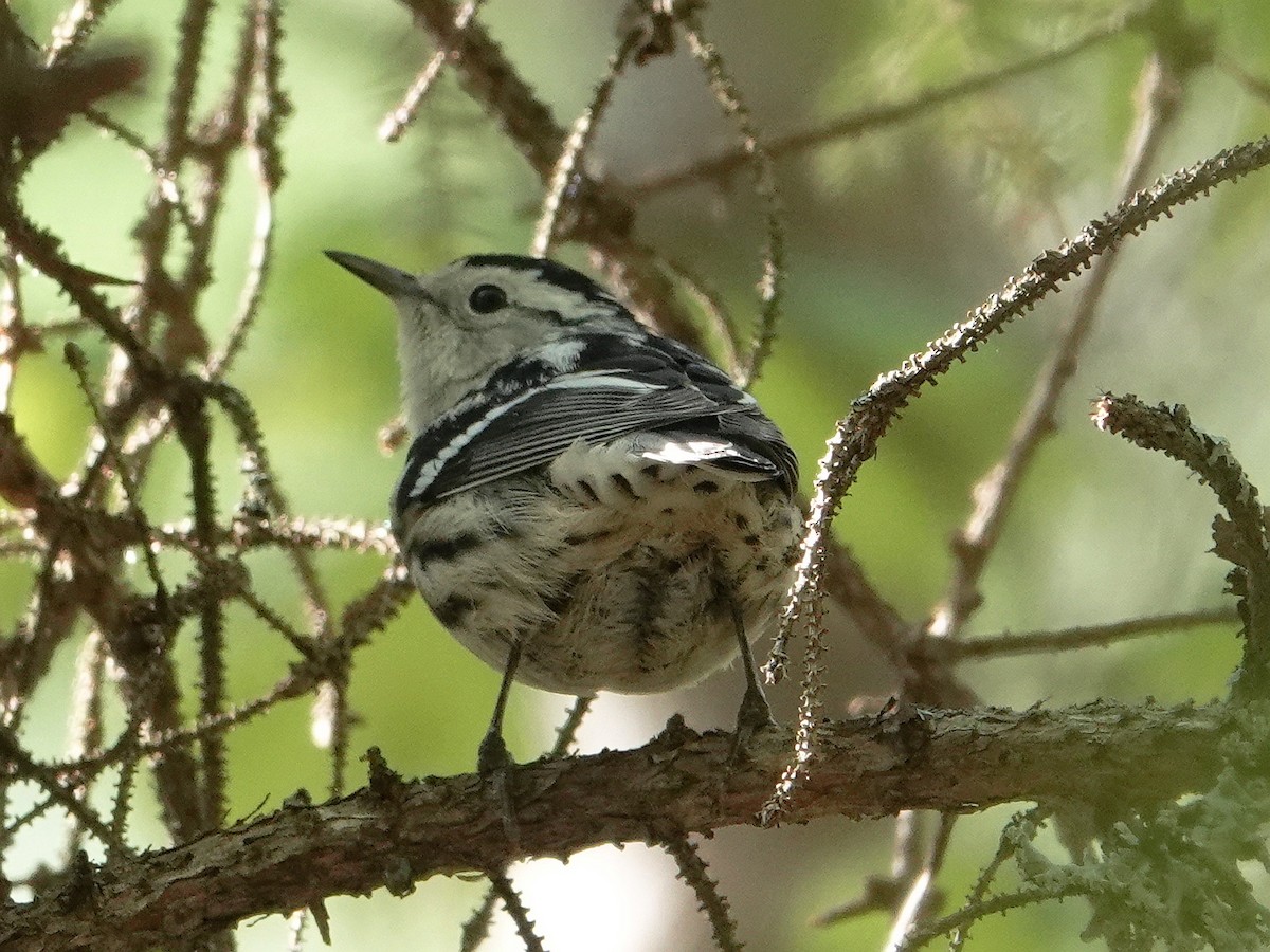 Black-and-white Warbler - ML577569041