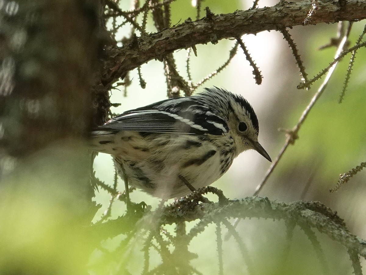 Black-and-white Warbler - ML577569051