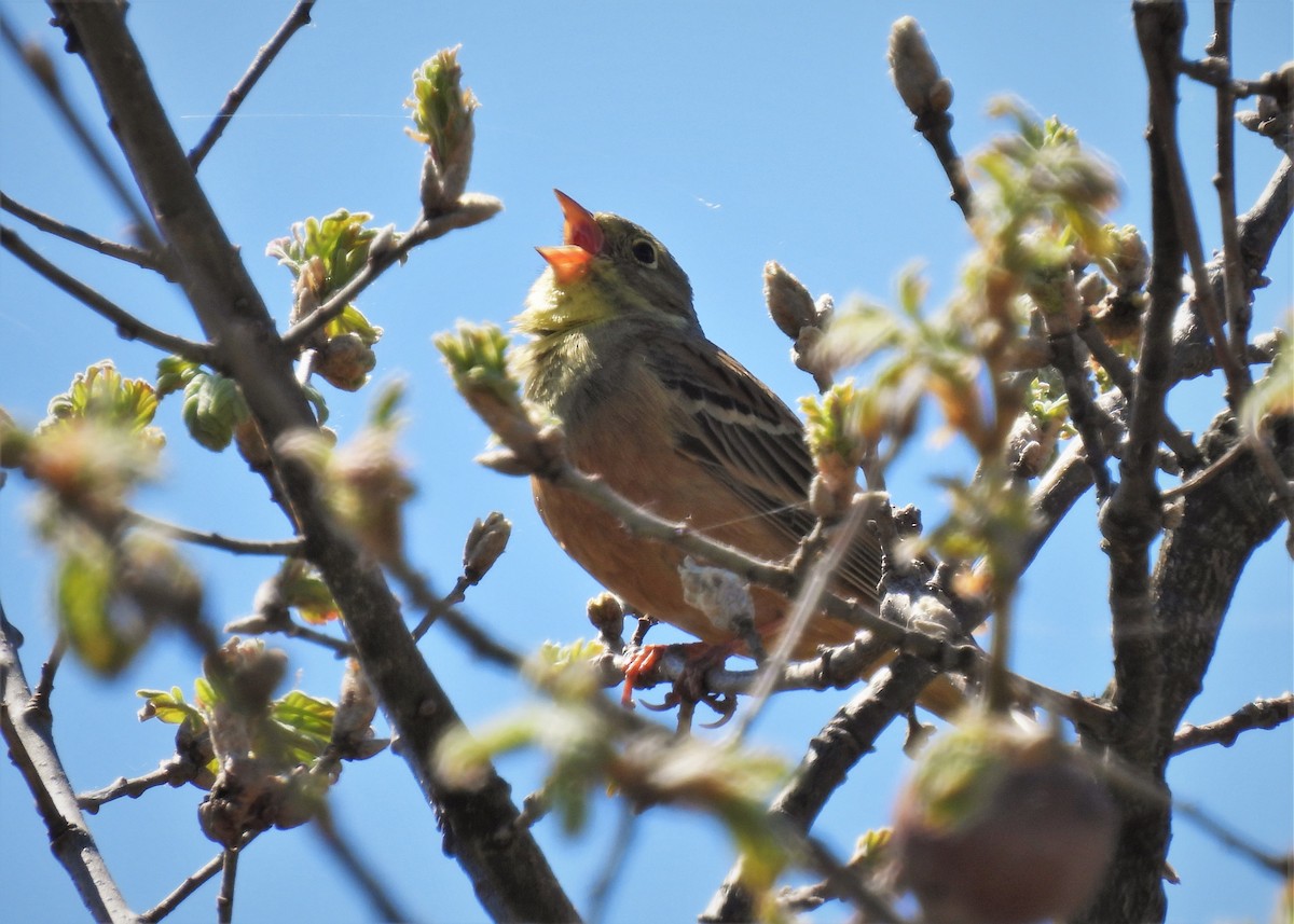 Ortolan Bunting - ML577569171