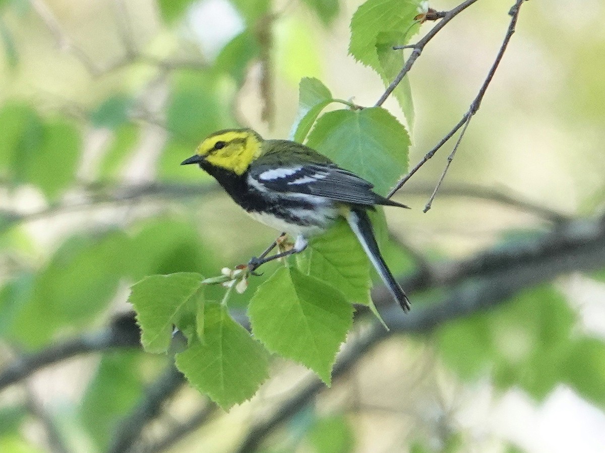 Black-throated Green Warbler - ML577569251