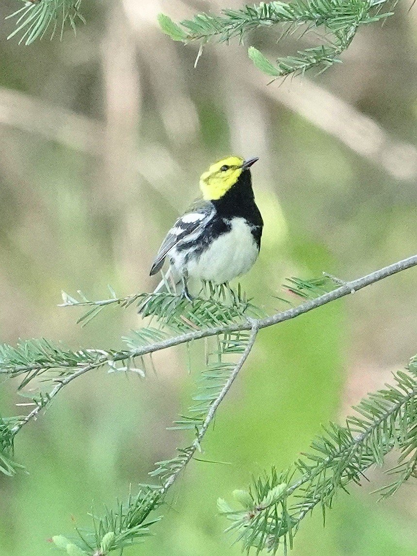 Black-throated Green Warbler - ML577569261