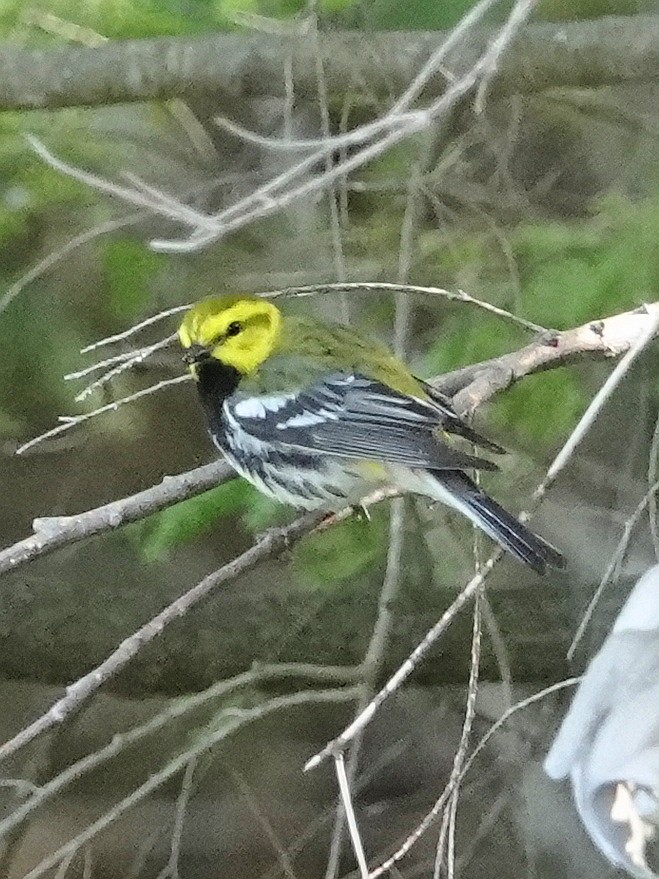 Black-throated Green Warbler - ML577569271