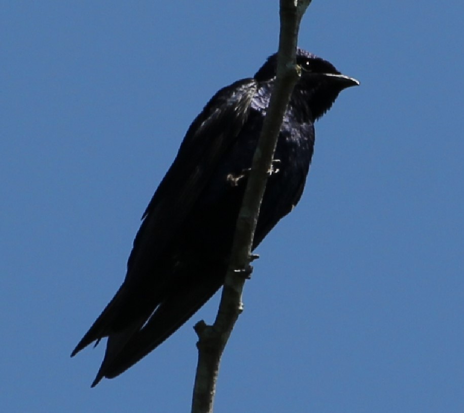 Purple Martin - ML577569371