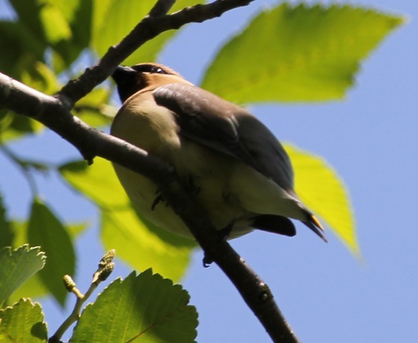 Cedar Waxwing - ML577569471