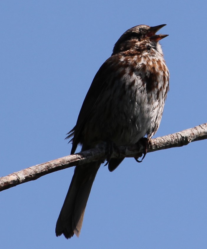 Song Sparrow - ML577569501