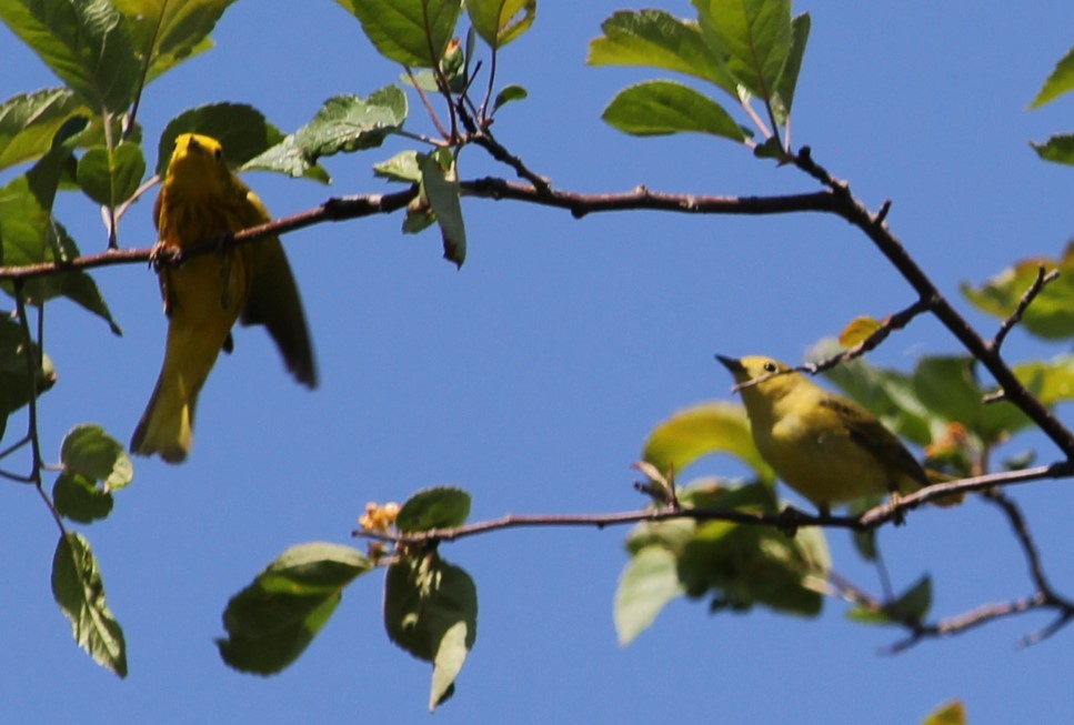 Yellow Warbler (Northern) - ML577569581