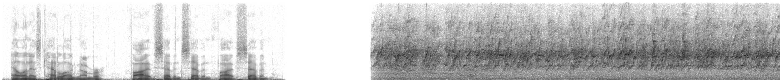 Mexican Parrotlet (Mexican) - ML57757