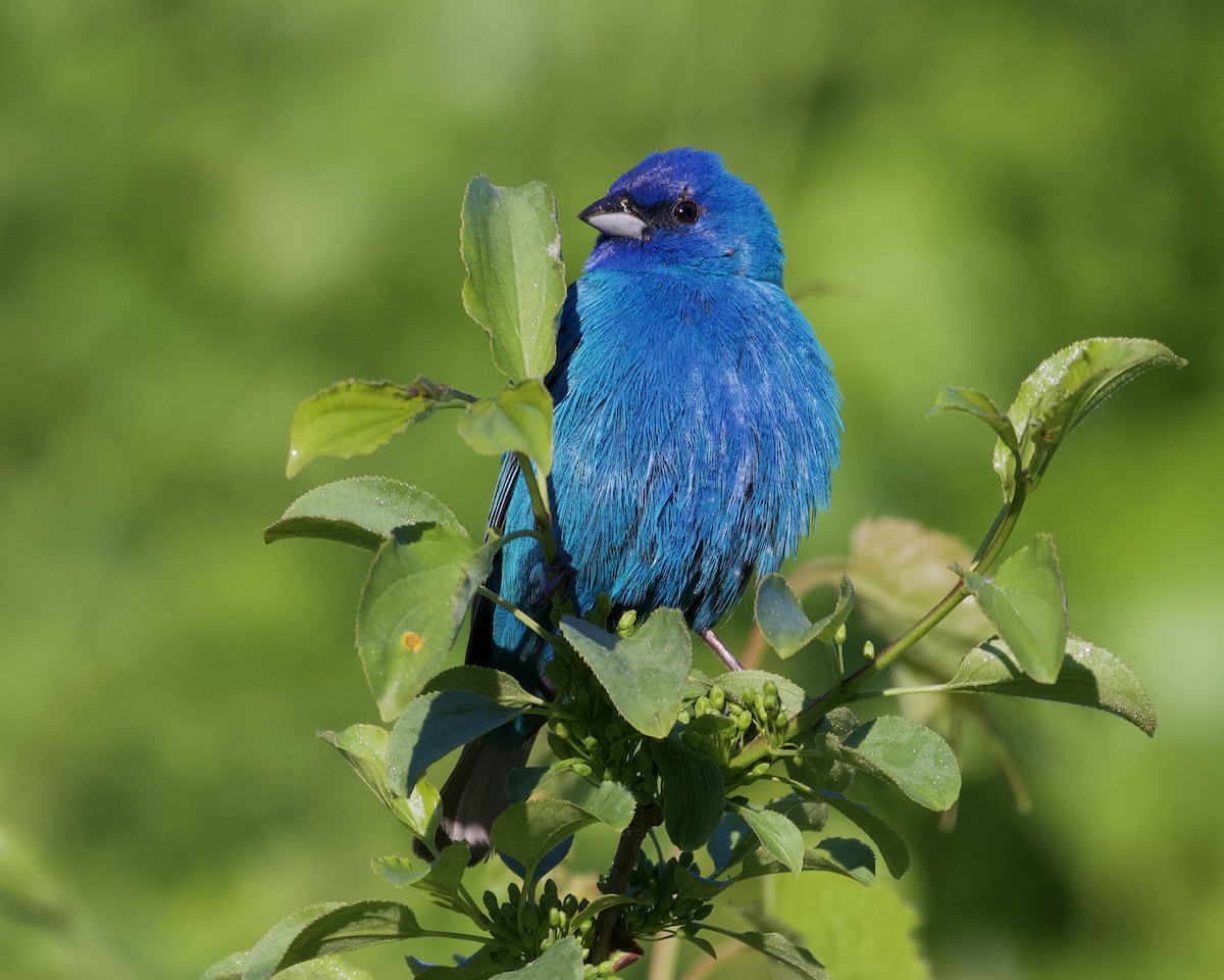 Indigo Bunting - ML577570041