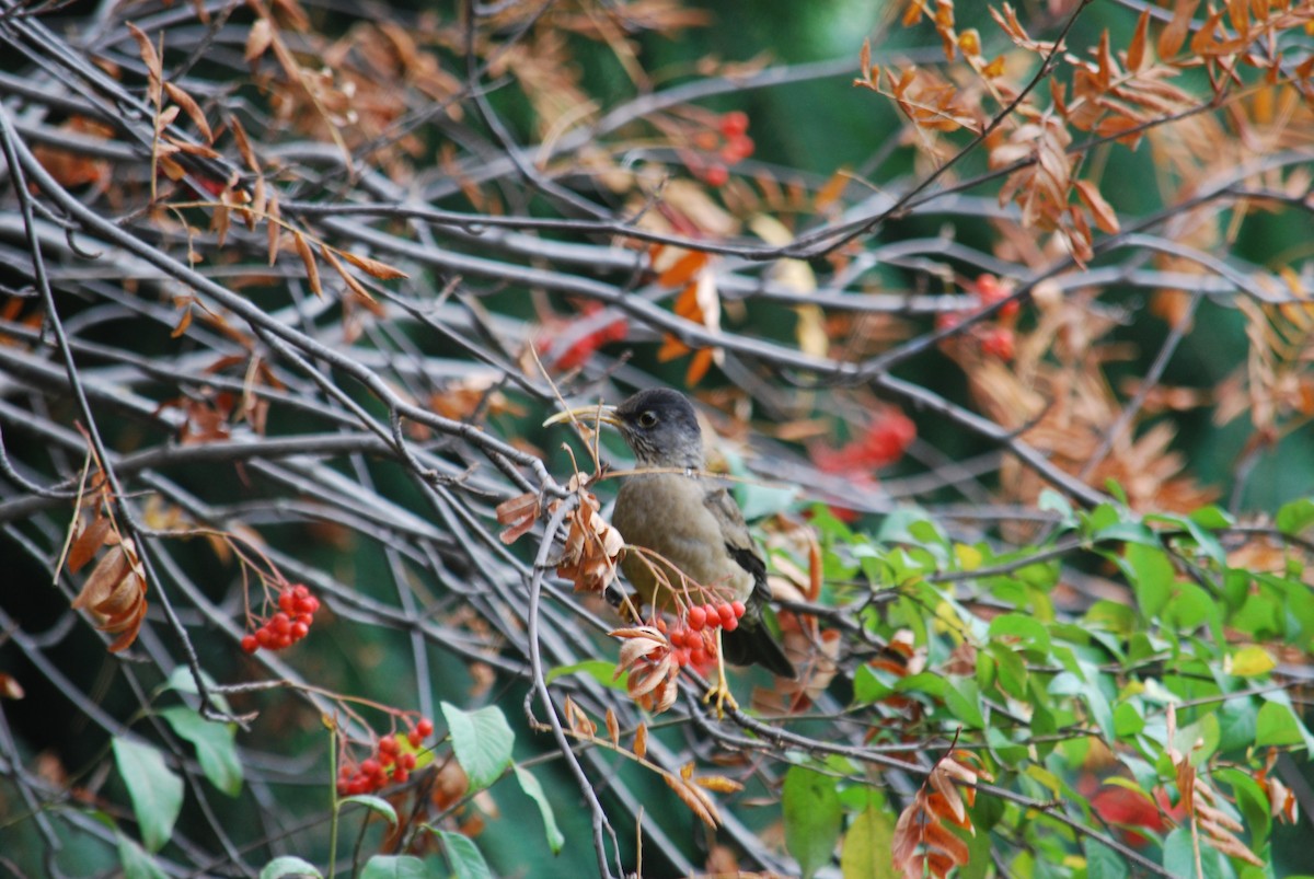 Austral Thrush - ML577570911