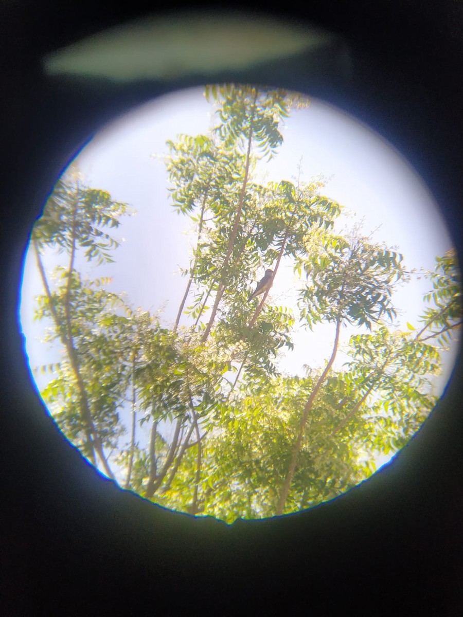 Western Kingbird - Bárbara Peralta