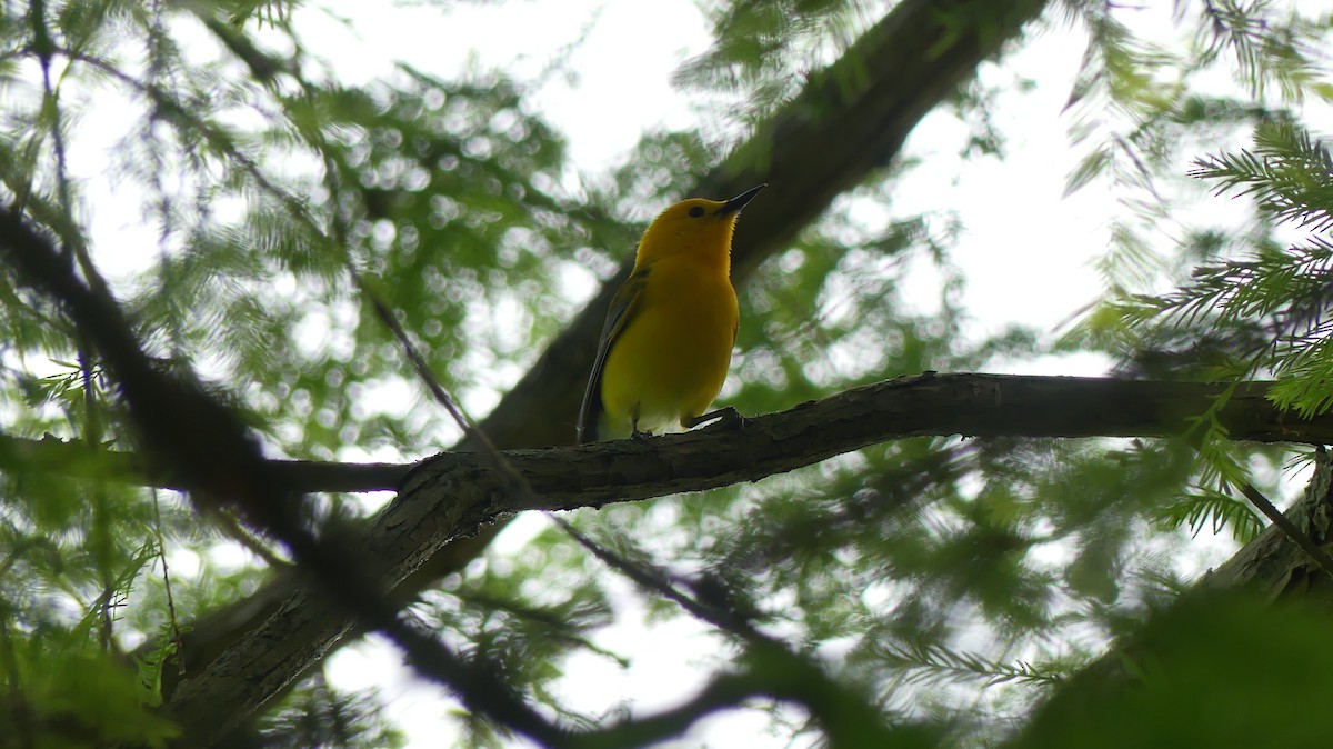 Prothonotary Warbler - ML577573831