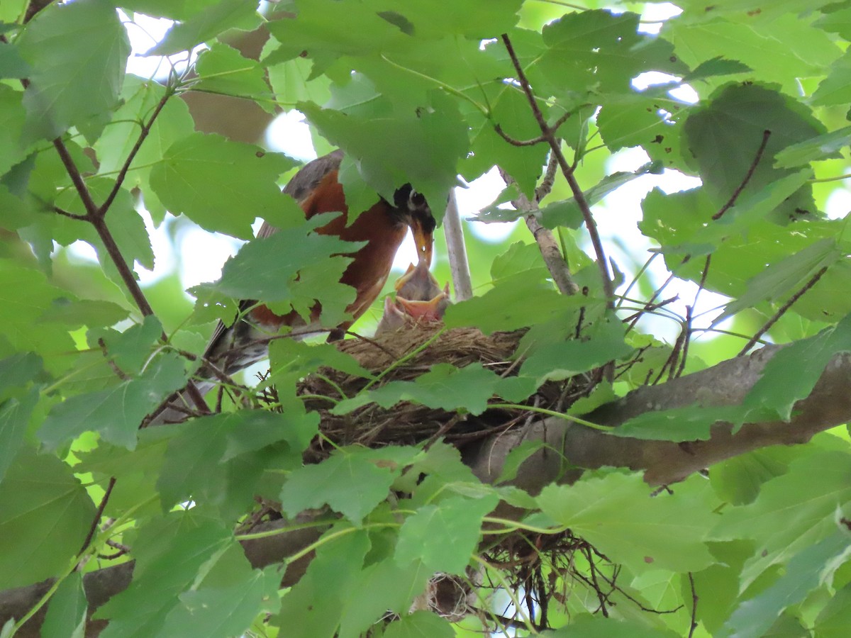 American Robin - ML577574301