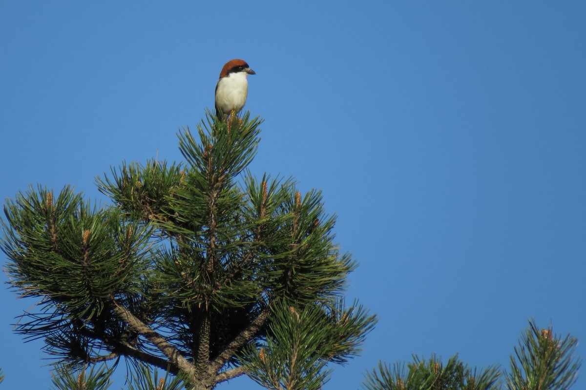 Woodchat Shrike - ML577574461