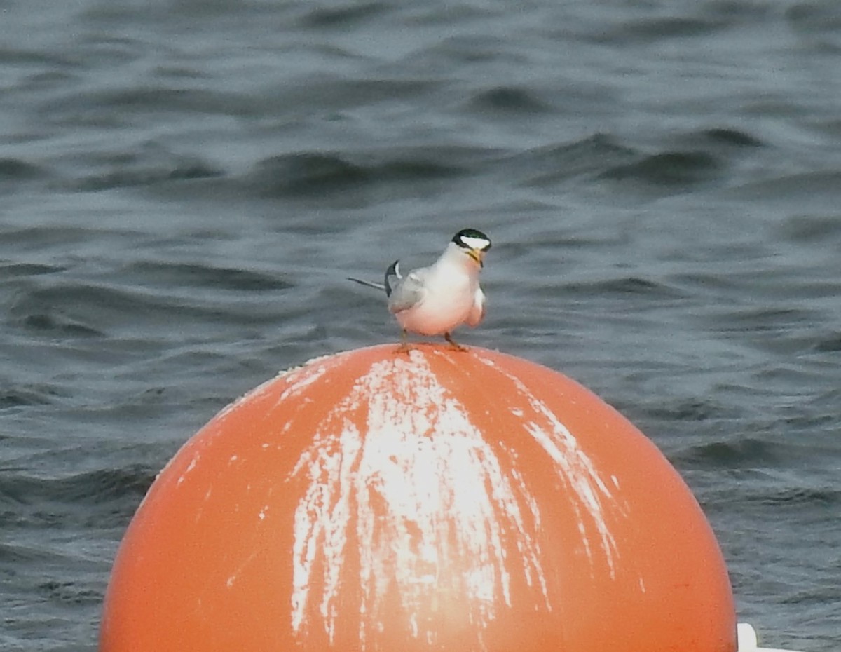 Least Tern - ML577574711