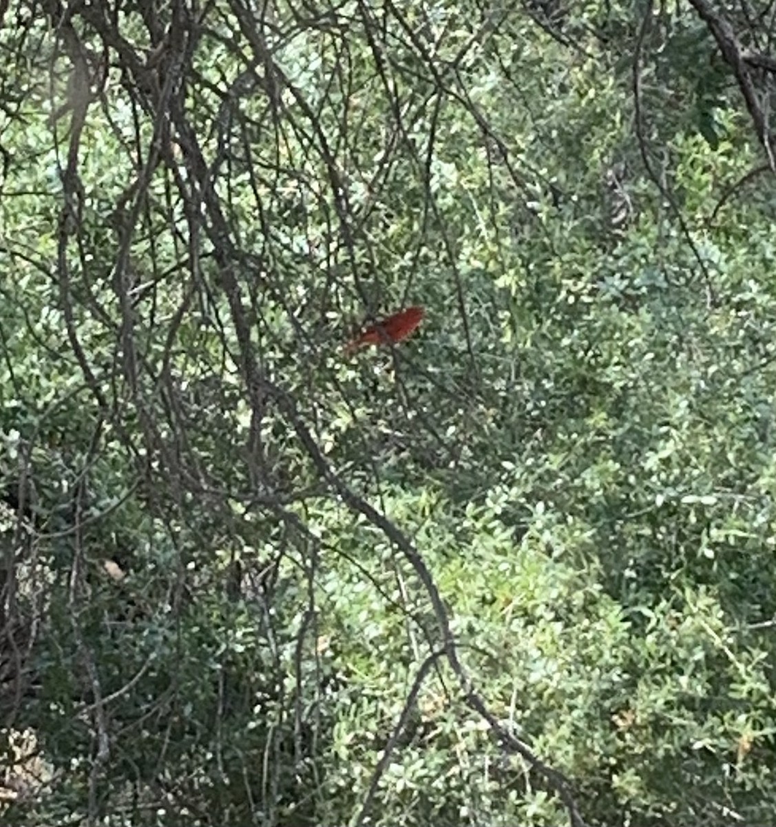 Summer Tanager - ML577574751