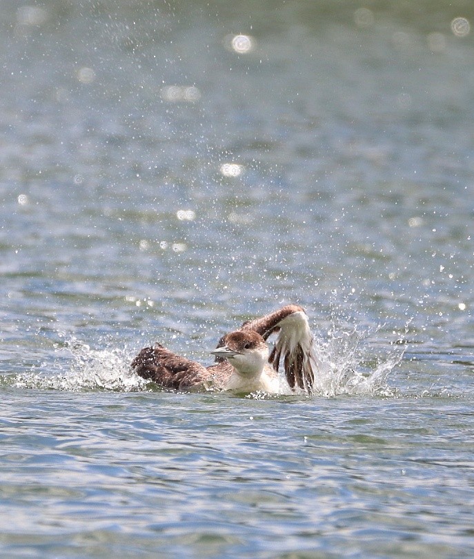 Common Loon - ML577574851