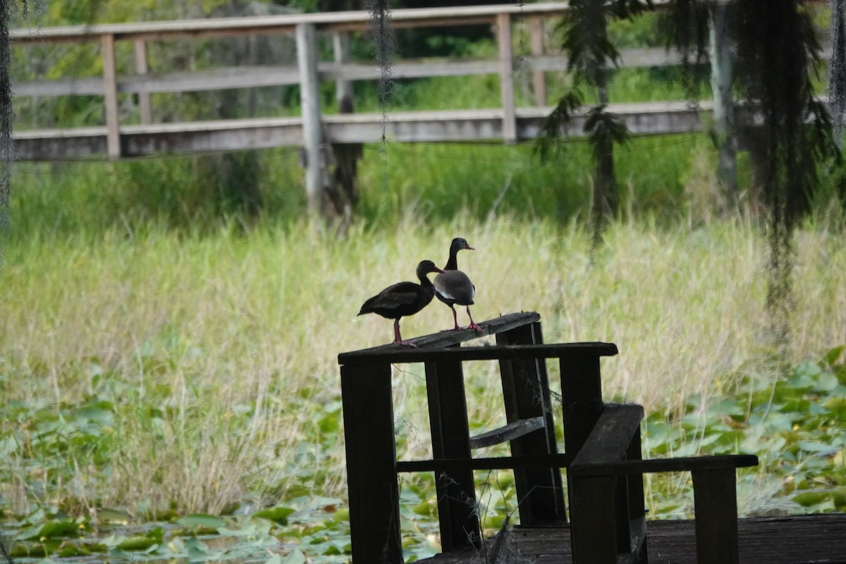 Black-bellied Whistling-Duck - ML577575721