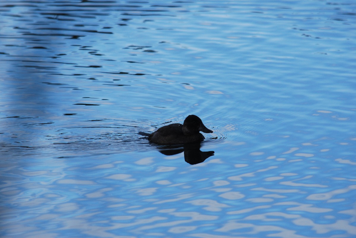 Andean Duck - ML577576351