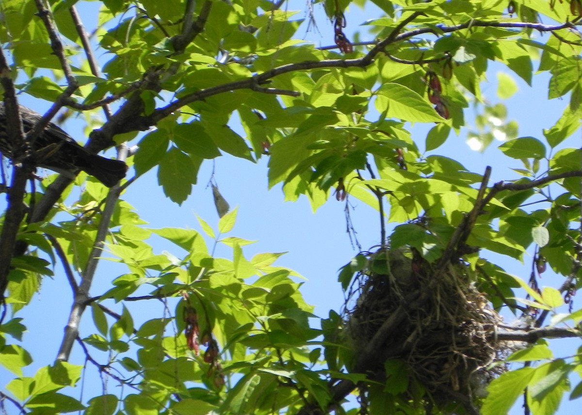 Red-winged Blackbird - ML57757641