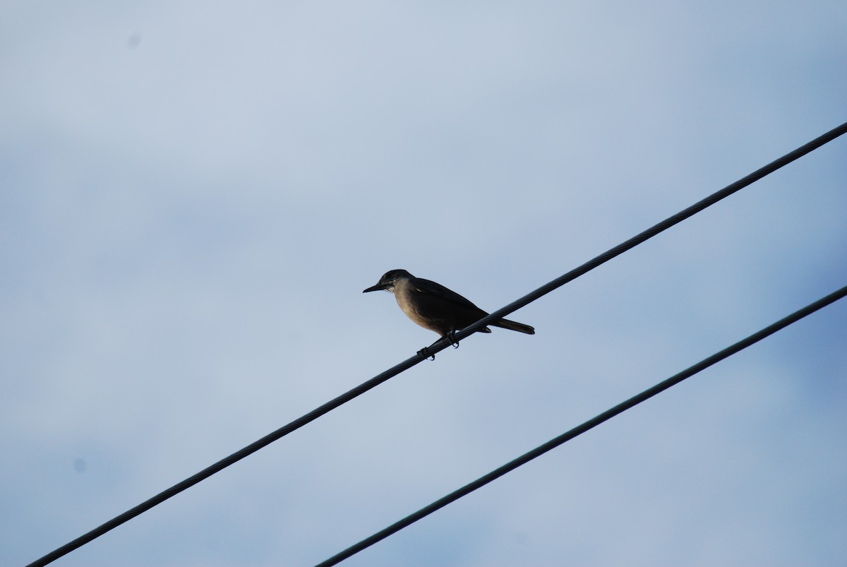 Great Shrike-Tyrant - ML577576551