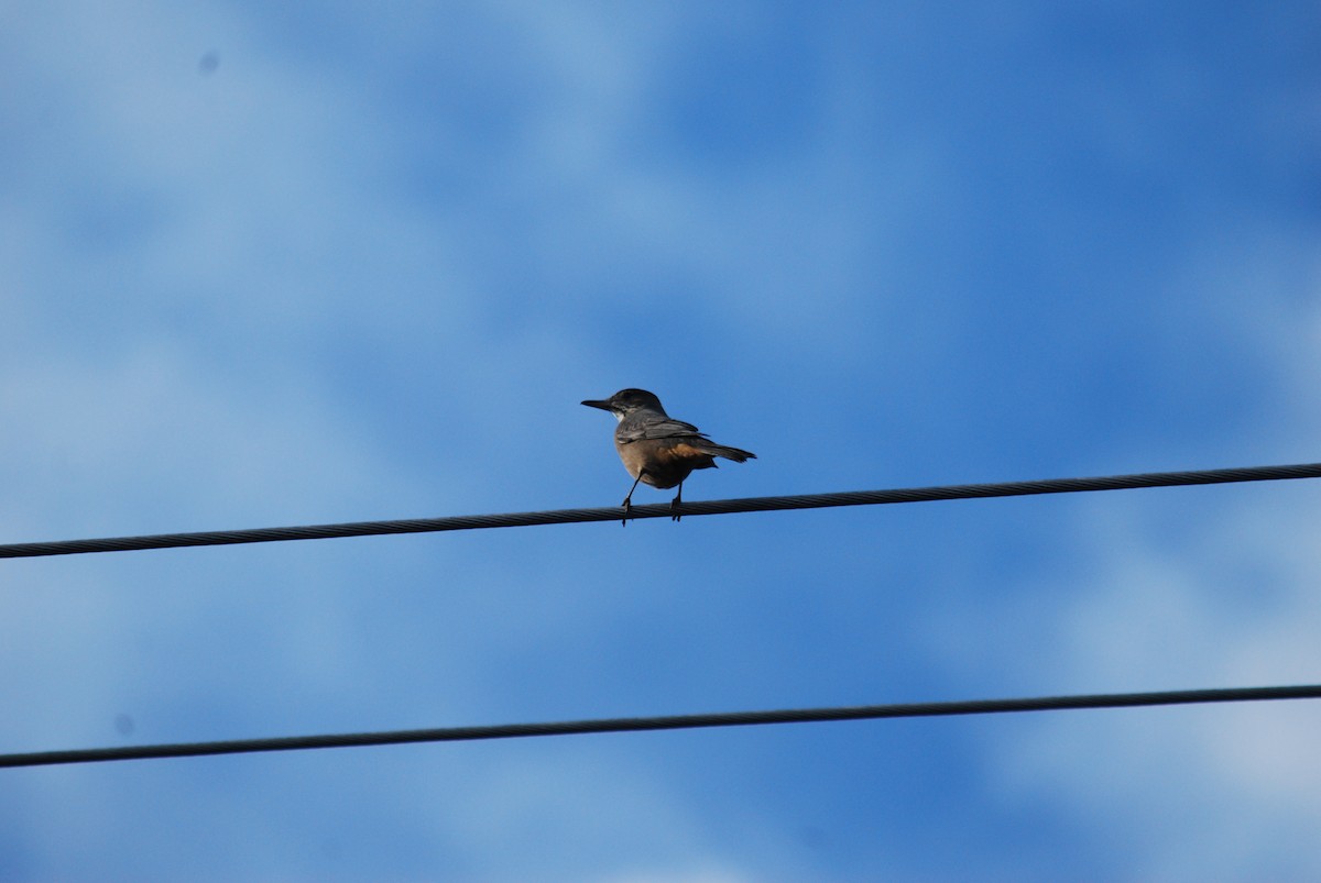 Great Shrike-Tyrant - ML577576561