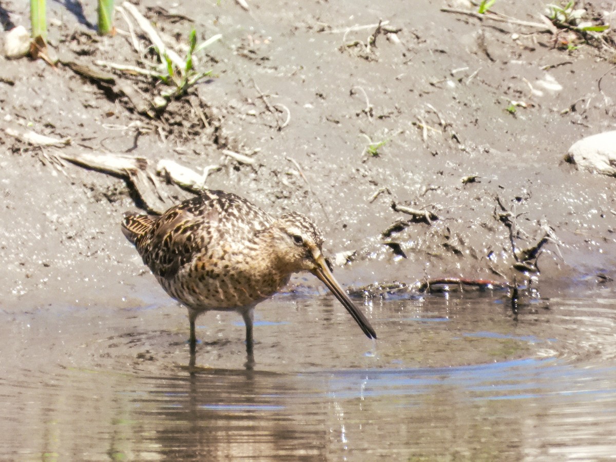 Short-billed Dowitcher - ML577576681