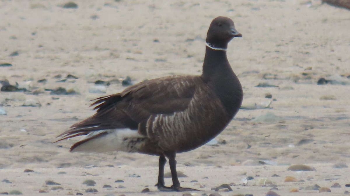 Brant - ML577576981