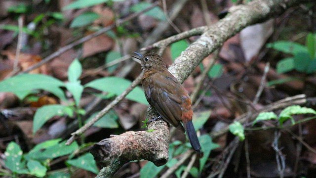 Sclérure à poitrine rousse (scansor) - ML577577441