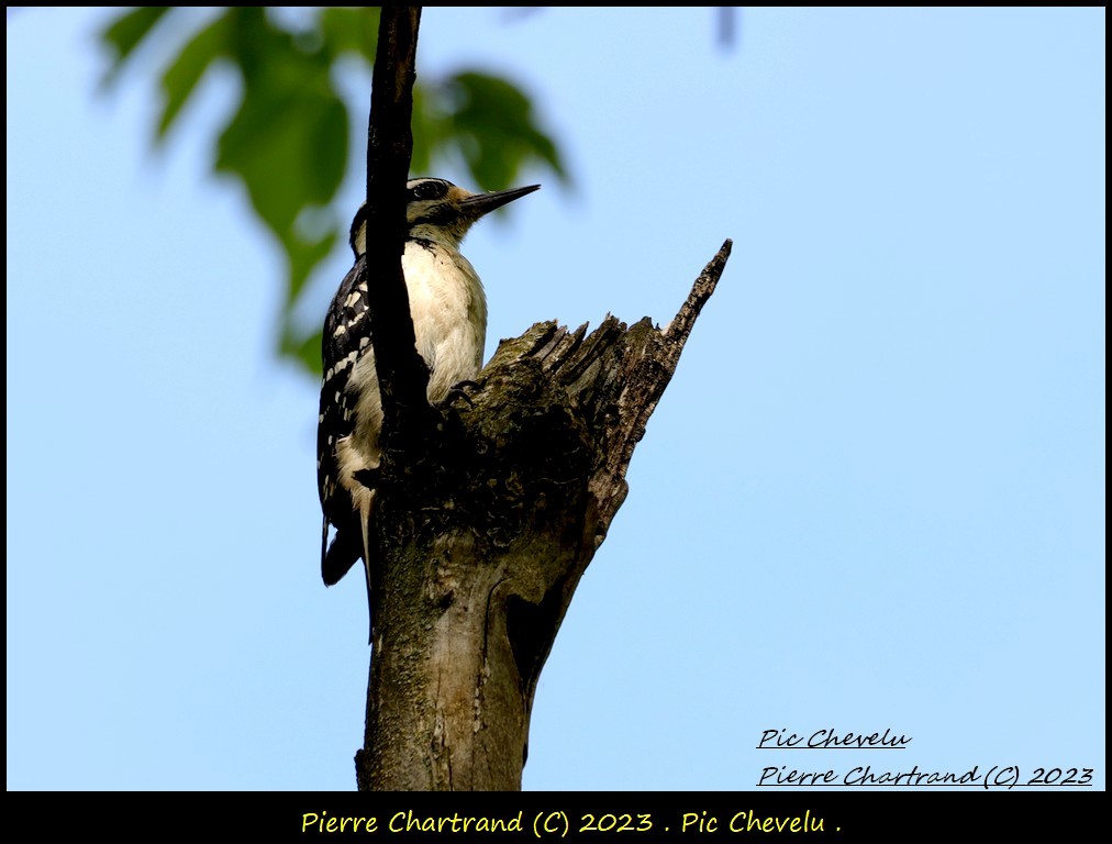 Hairy Woodpecker - pierre chartrand