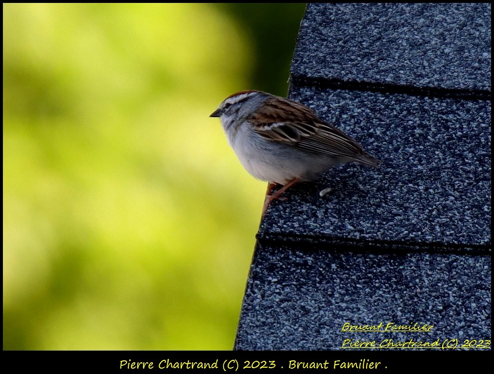 Chipping Sparrow - pierre chartrand