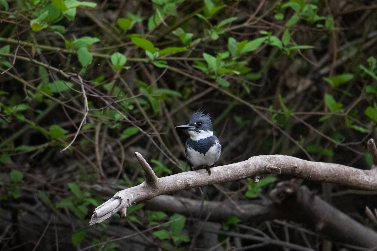 Belted Kingfisher - ML577578231