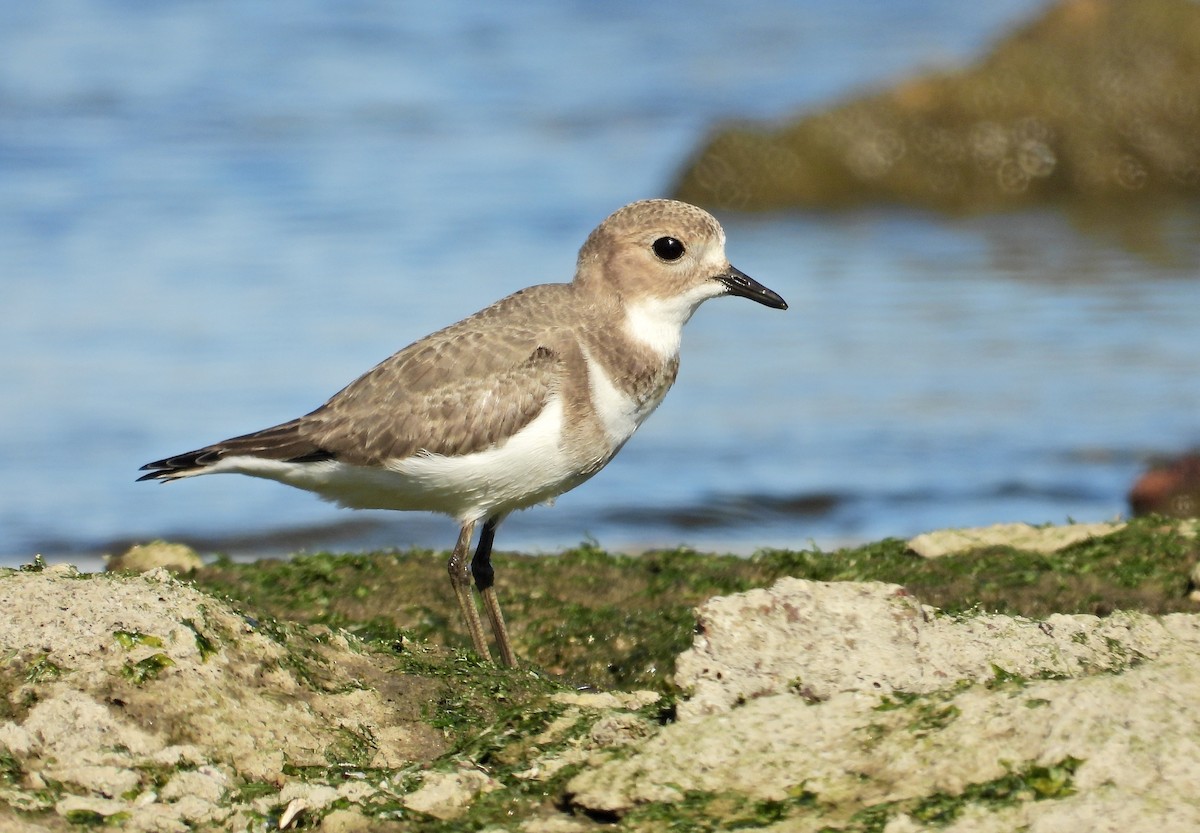 Two-banded Plover - ML577578291
