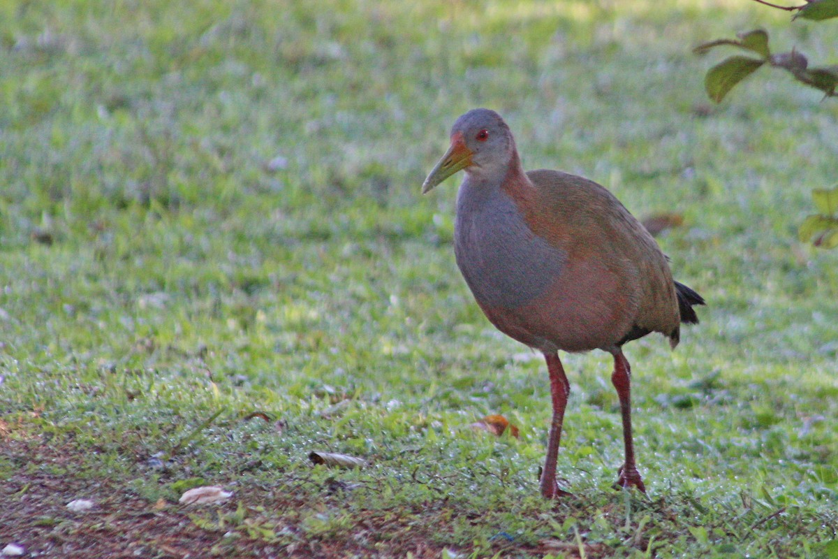 Giant Wood-Rail - ML577578361