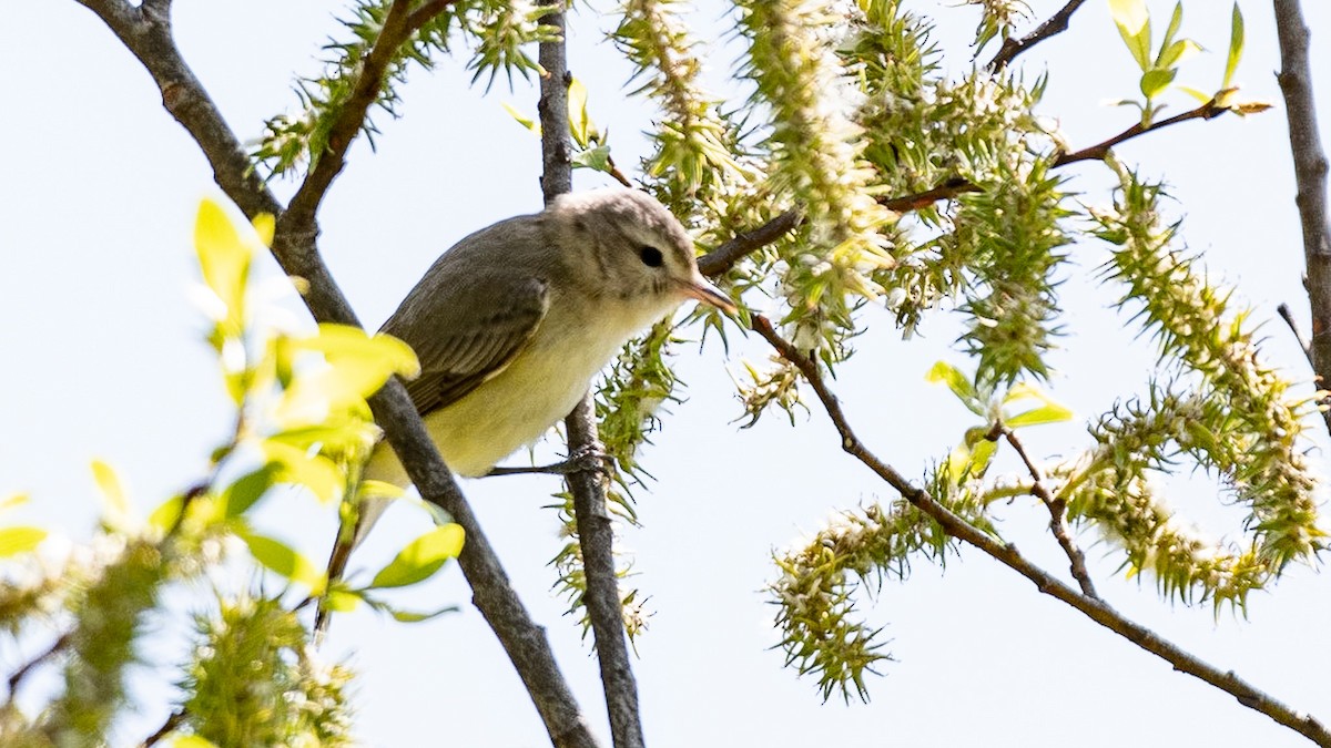 Warbling Vireo - ML577578381