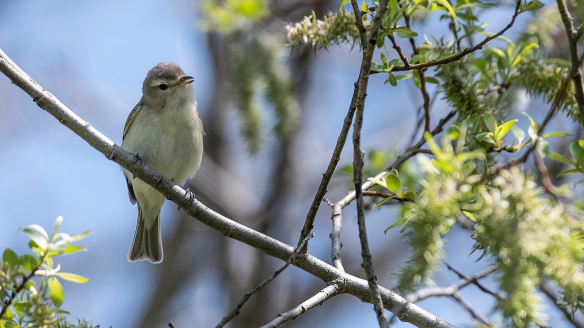 Warbling Vireo - ML577578391