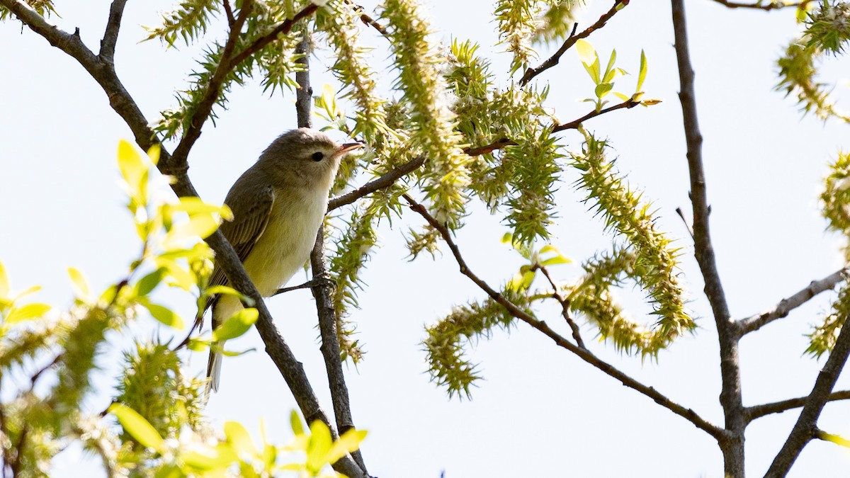 Warbling Vireo - ML577578401