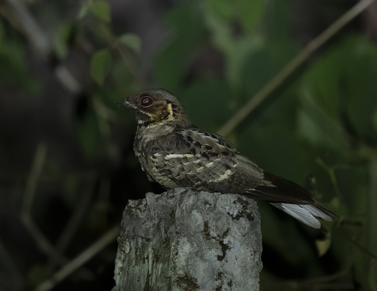 Jerdon's Nightjar - ML577578471