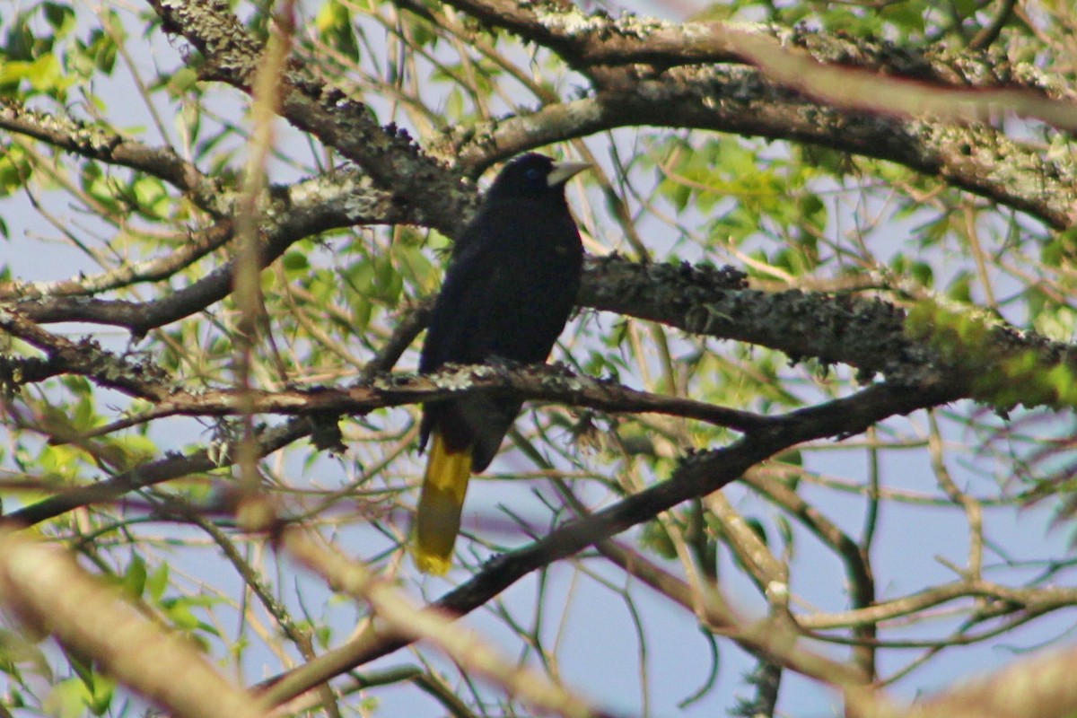 Crested Oropendola - ML577578481