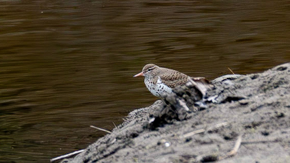 Spotted Sandpiper - ML577578631