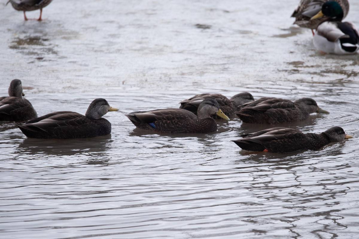 Canard noir - ML577578901