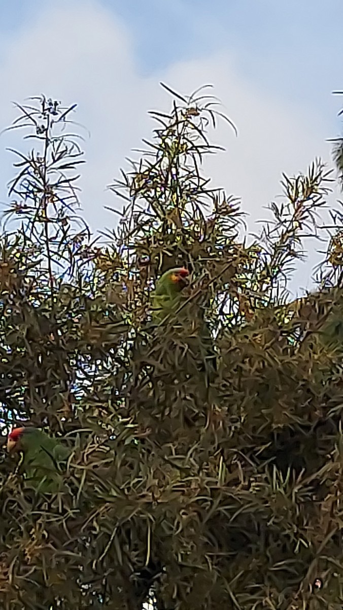 Red-lored Parrot - ML577579701