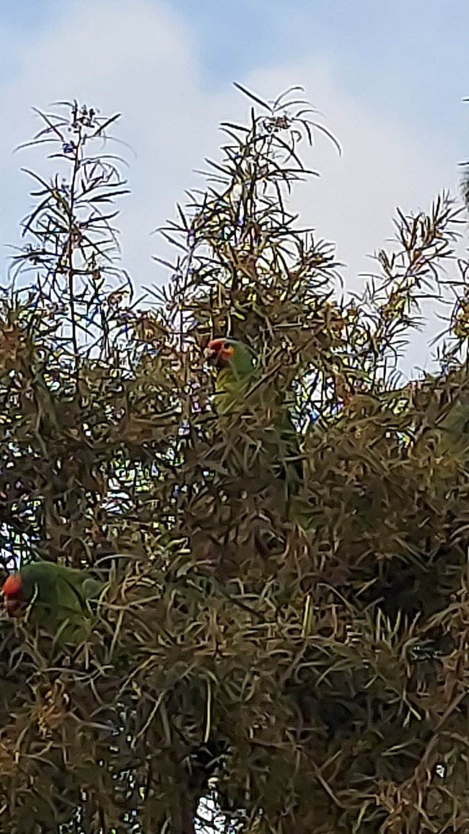 Red-lored Parrot - Jorge Munoz