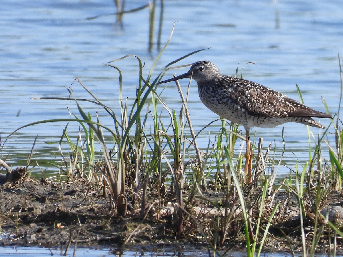 Greater Yellowlegs - ML577579731