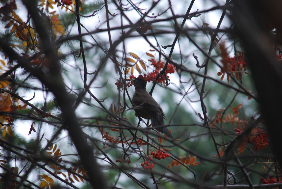 Austral Thrush - ML577579761