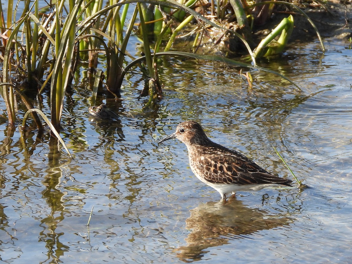 Least Sandpiper - Francois Bourret